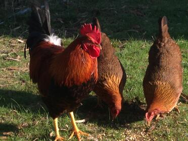 My beautiful Welsummers- A heritage breed that lay dark brown eggs.