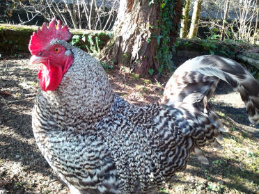 Our cockerel boris x