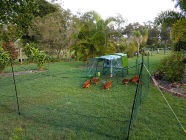 Our sussex chickens have settled in 