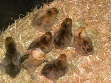 Some 2 day old bantams