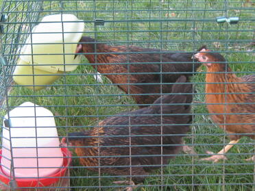 Three chickens enjoying their Eglu!