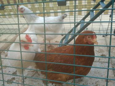 Three new chickens in their new Eglu! :)