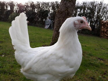 Chickens are such beautiful animals!