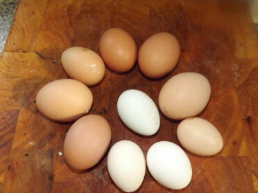 Eggs 