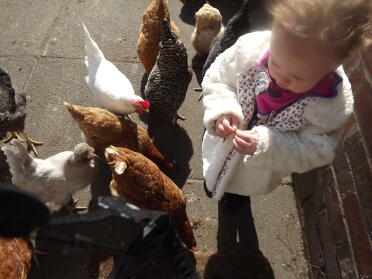 Grandaughter enjoying the chooks