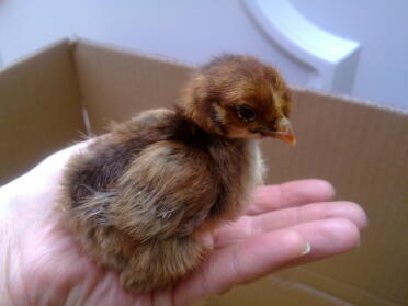 Cute chick in hand