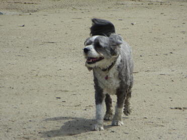 Happy bo loves the beach