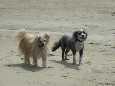 Ollie and bo (half brother chinese crested powderpuffs)