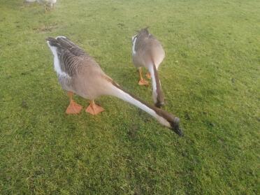 Chinese Geese in Garden