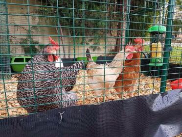 Hettie, Mabel and Flo in their new extension