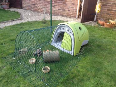 Guinea pigs new home