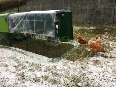 Chickens love playing in the snow.