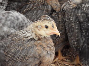 4 week old cream legbar chick