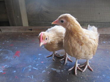 Cream leg bar chickens - 4 week old pair.