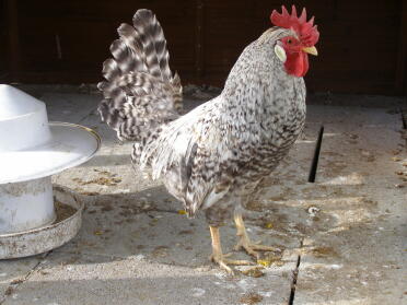 A cream legbar chicken looking really smart.