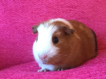 Crested Guinea Pig