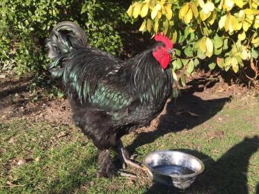 Chicken in garden