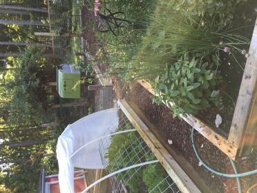 Cube in the kitchen garden.