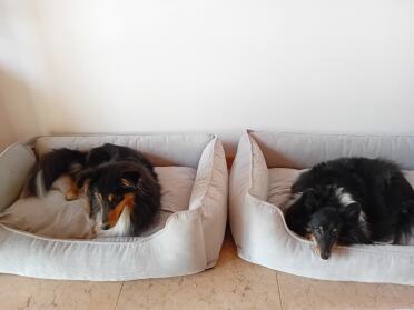 Zoe and pepe love their new beds