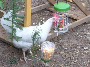 Chickens love watermelon!