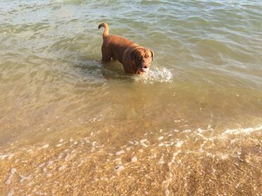 Our dogue 'appa' loves the beach