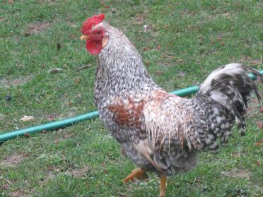 Chicken in garden