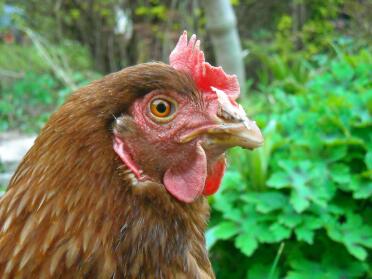 Close up of chicken