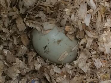 1st duck egg