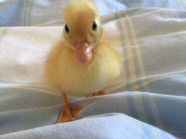 This duckling is only 2 weeks old!