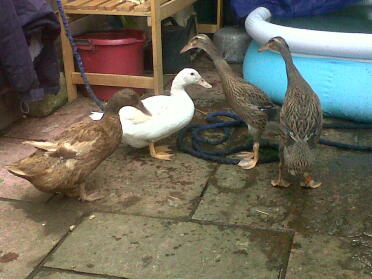 Ducks love to have a paddle!