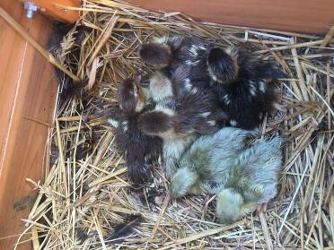 What sweet little chicks!