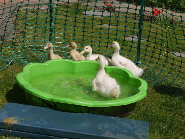 Ducklings taking their first bath