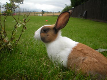 Dutch rabbits make lovely pets!