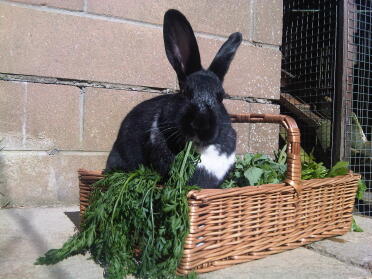 A dutch rabbit in a basket.