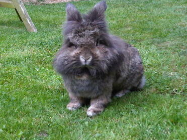 A dutch rabbit - lionhead.