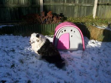 Holly guarding her coop