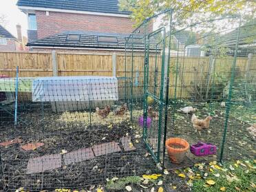 Chickens in the garden enjoying their walk in run extension
