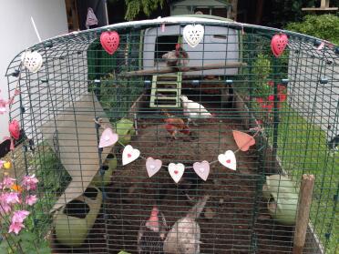 Even chickens like a bit of Bunting !