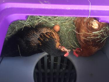 Quinoa and Rhiannon in the nest box. 