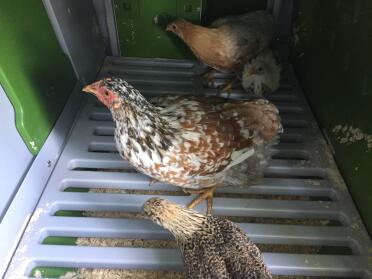 Chickens inside Omlet Eglu Cube Large Chicken Coop