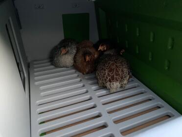 Chickens inside Omlet Eglu Cube Large Chicken Coop