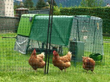 Omlet sell all you need to make a haven for your chickens!