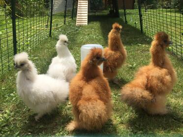 Silk hens in the 5 metre run of the Eglu Cube