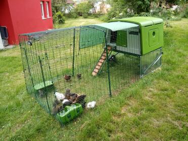 A practical and easy to clean chicken coop