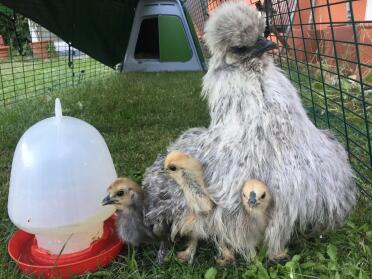 Silkie chicken with chicks in the 3-metre run of the Eglu Go