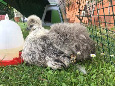 Silkie chicken with chicks in Eglu Go