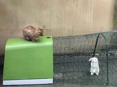 Cats and rabbits love the Eglu Go!