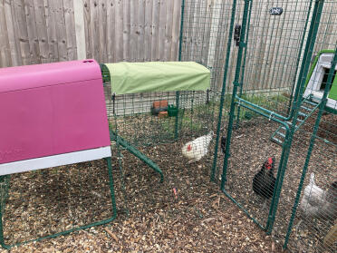 Set up for my Chicken hospital