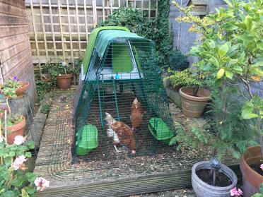 Edina and Patsy the urban chickens enjoy their five star Omlet accommodation