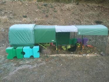 Hens well sheltered in cold weather 